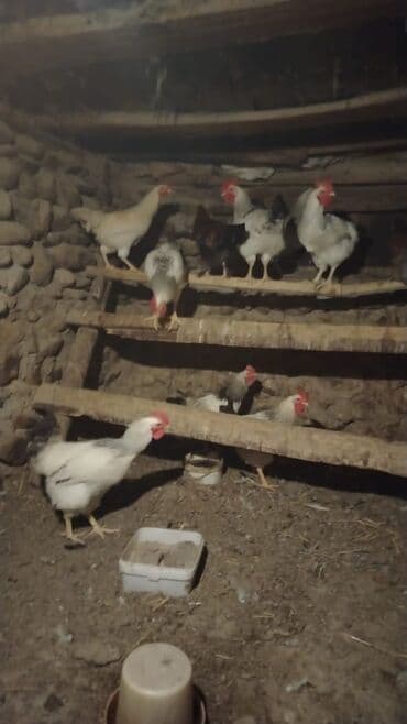 heyvanlarin satisi: Toyuq, Damazlıq — 2