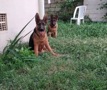 Gəmiricilər: Alman çoban iti, 1 ay, Erkek, Ödənişli çatdırılma — 2