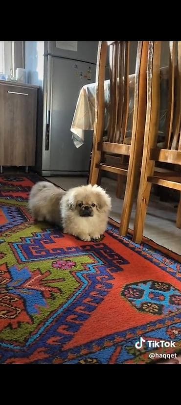 it satisi gence: Salam 6 ayı tamam olmayıb dil bilir peyvendler olunub erkekdi. Ünvan — 3