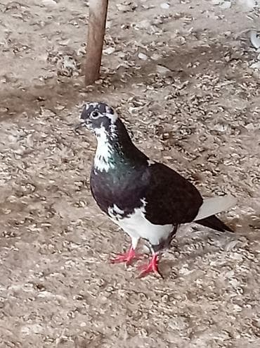 qumru quşu rusca: UÇan qusdardi — 7