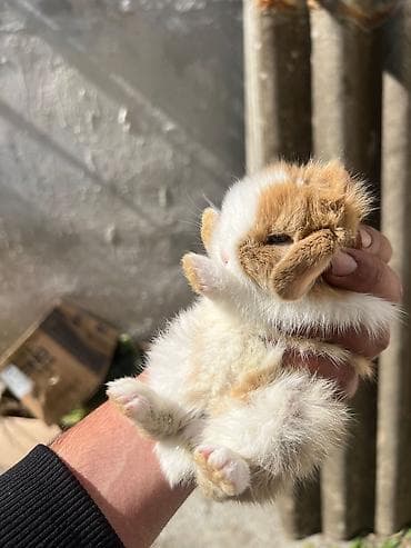 tap.az heyvanlar qusar: 1 aylıq çox şirin dovşan satılır 🐰✨ Tam sağlamdır, çox sakit və — 6
