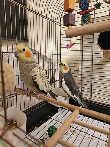 Nimfa (cockatiel) cütü və tam avadanlıqlı qəfəs dəsti. Biri erkek biri