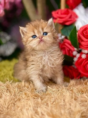 qoyun heyvan: Qızıl şinşilla — 1