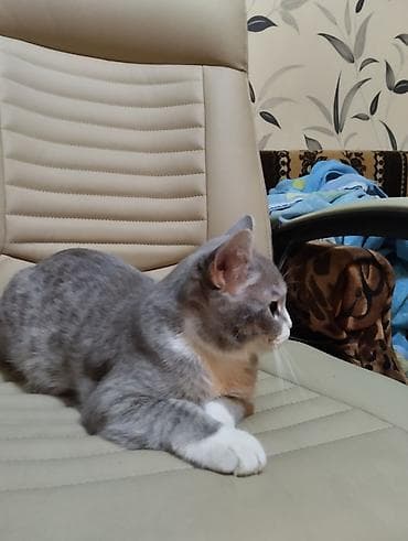 Аквариумы: Британская — 2