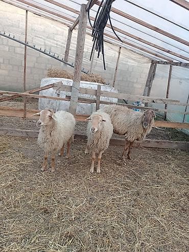 tap az alabay: Dişi, Qala, il: 1, 50 kq, Damazlıq, Ünvandan götürmə — 3