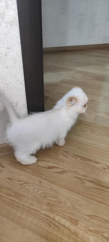 anqor pişiyi: Fars, Dişi, Cütləşmə üçün — 3