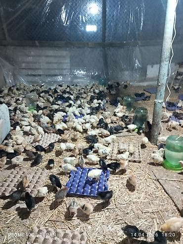 1 aylıq cücələr: Toyuq cücələri, Ətlik — 4