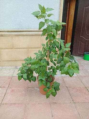 - Dekorativ otaq/bağ bitkisi, plastik saksıda. Orta-boylu kol forması