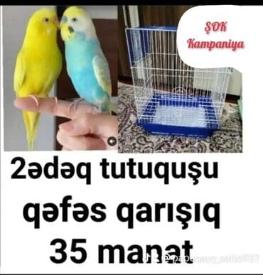 Tutuquşu təzə yemə düşmüş balalar danışdırmaq ücün ələ öyrəşdirmək lalafo.az -da Tutuquşu təzə yemə düşmüş balalar danışdırmaq ücün ələ öyrəşdirmək