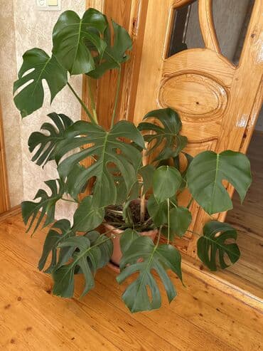 otaq gulləri: Monstera bitkisi 30 azn — 1