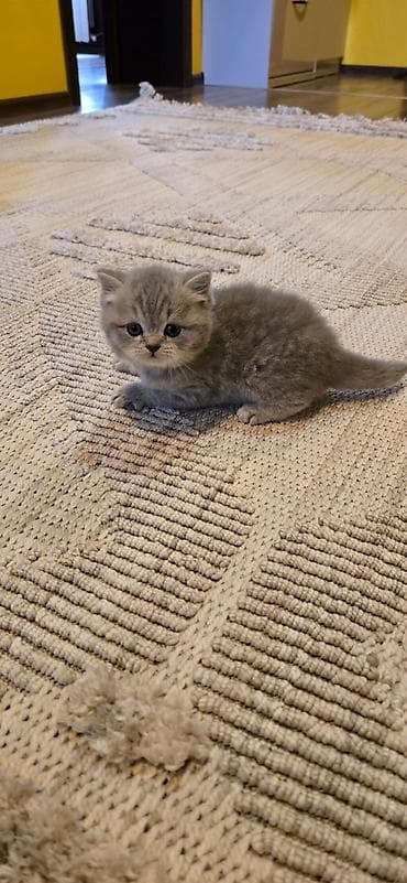 Gəmiricilər: Şotland, Erkək, Dişi, Yaxşı əllərə, Ünvandan götürmə — 6