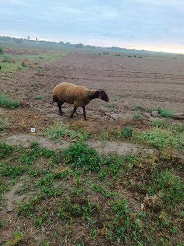 электрическая машинка для стрижки овец: Qala sehlerdi bogazdilar birinci qarina bogazdilar — 2