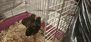 ev quş: 1 cüt çin bildirçini barter olunur 4 dənə valnist ilə cütü 35 m — 3