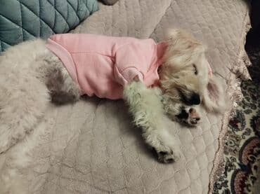 продам собаку объявление: Pudel balası satılır. Paltarı, boyunmağısı hədiyyə verilir. Çox — 1
