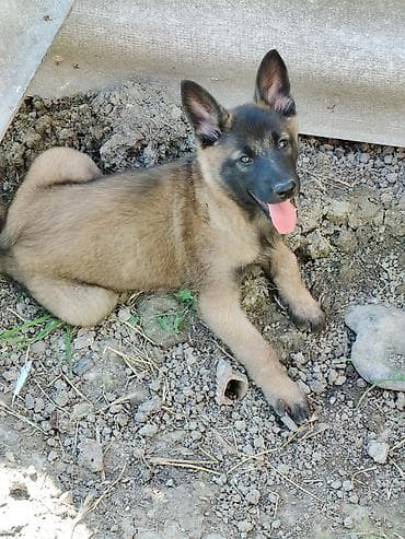 broyler cuce satisi: Belçika çoban iti, 2 ay, Erkek — 4