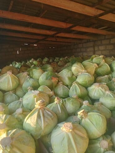 Tərəvəzlər: Məhsul: Ağ kələm (baş kələm) Təsvir: - Anbar şəraitində taxta — 2