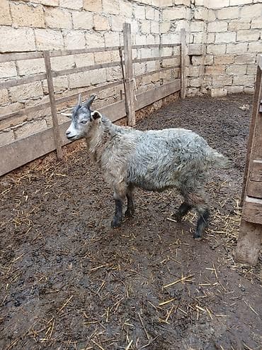 heyvan satisi tap az: Atalari erkey alpindir.Göy olan erkey.Digeri dişidir.Ekizdiler.Bir — 3