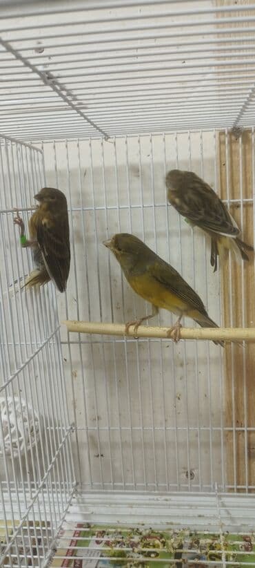 bülbül quşunun satışı: Portagal rəngdə hazir cüt gözəl oxuyan bülbüllər var — 5