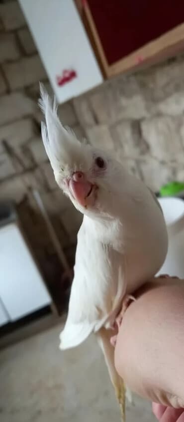 Son 2 eded qalib biri boyukdur biri balaca telesin 65 azn — 3