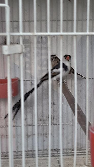 it yuvası satilir: Məhsul: Egzotik dekorativ quşlar cütlük Təsvir: - Növ: Uzun quyruqlu — 5