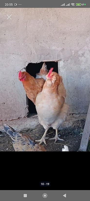 Digər quşlar: Salam.Shekilde gorduyunuz heyvanlarin balalari satilir,2 aylarina az — 3
