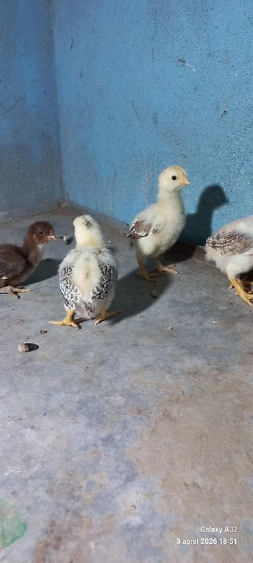 kənt cucəsi: Toyuq, Damazlıq — 7