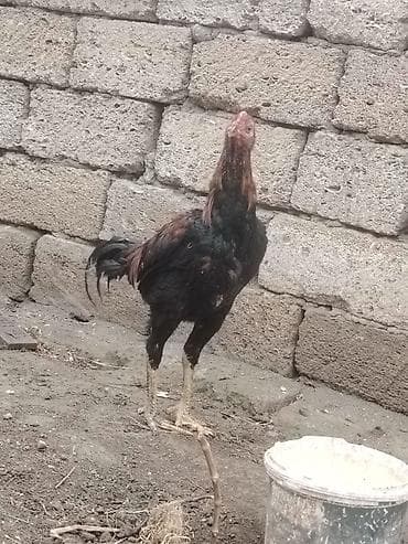 Xoruz huca heyvandi normal heyvana söz olabilməz qandoy sortudu 7