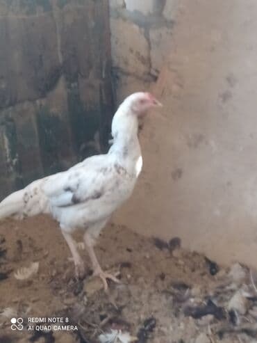 Inəklər, öküzlər: Heyratı xoruzlar. 5 aylıq heyratı xoruzları. Pleymut 6 -ədəd — 2