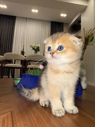 pişim: Şotland yastı qulaq — 3