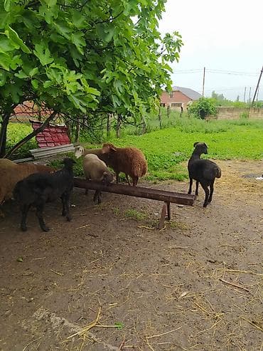 клетки для кур несушек купить в бишкеке: Fərqli çəkilərdə qurbanlıq qoçlar satılır. 6 aydan yuxarı sağlam — 3