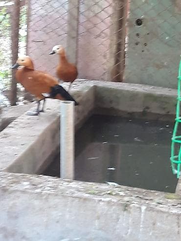pitbul sekilleri: Narin ördəklər (Ruddy shelduck – turac rəngli su quşu) cütlük — 10