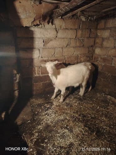 Toyuqlar: Qiymət cütünə ayıdır cütü 650 manata sani boğaz keçilər di isteyen — 6