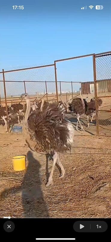 Emu/strus təsərrüfatı üçün yetişdirilmiş struslar - Böyük lalafo.az -da Emu/strus təsərrüfatı üçün yetişdirilmiş struslar - Böyük