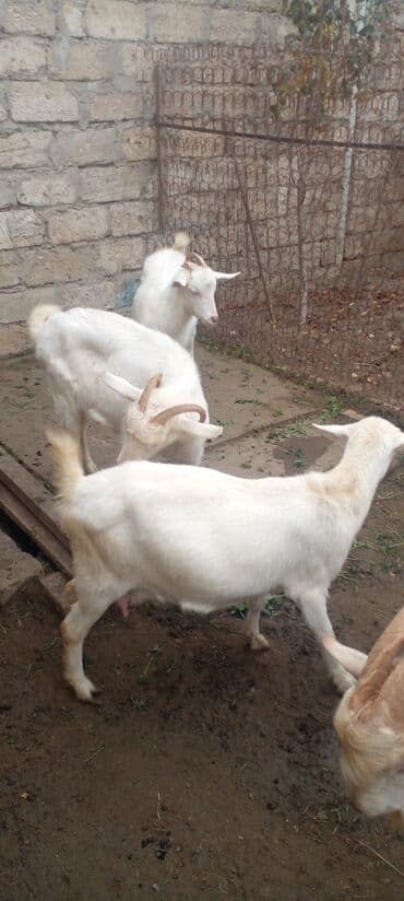 Inəklər, öküzlər: Məhsul: Ağ rəngli oğlaqlar (bir neçəsi buynuzlu) - Cins: Yerli ağ keçi — 3