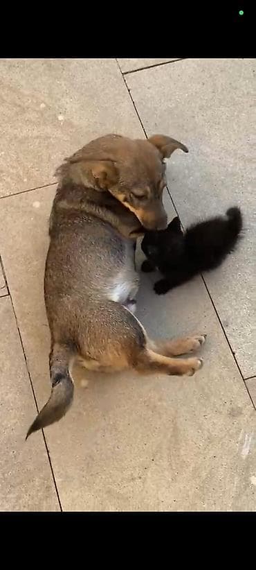 it adları erkek: Peyvəndli — 7