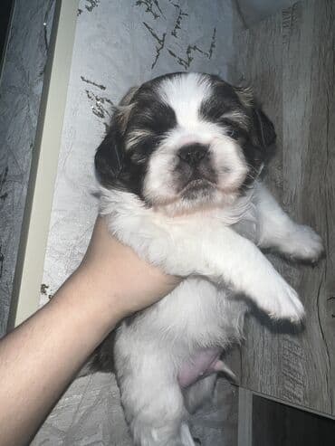 купить собаку болонку: Пекинес, Самка, Самовывоз — 8