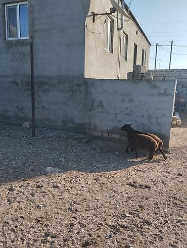 ev iti ucuz: Bir erkek bir dişi Qala quzusu cütü 550 manata tək satilmir .qiymət — 2