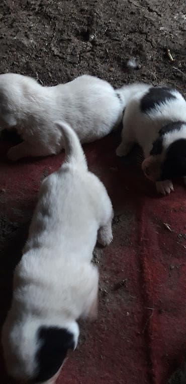 balaca qaz: Zvanok balaları satılır. - Yaş: 1 aylıq - Qidalanma: sərbəst yemək — 9