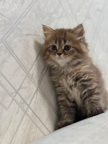 şotlan pişik: Şotland yastı qulaq, Erkək, Dişi, Yaxşı əllərə, Ünvandan götürmə, Pulsuz çatdırılma, Ödənişli çatdırılma — 41