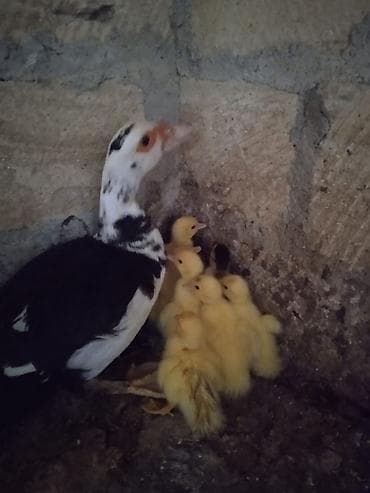 dişi alabay: 1 anasi 8 balasi lal ordek hamsi 60 manat kod yarpaq Təsvir: - Şəkildə — 1