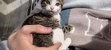 сиамская кошка: Табби, Самка, В добрые руки — 10