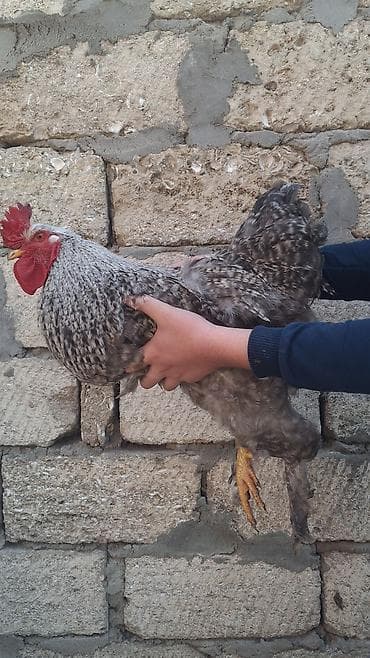 heratı xoruzlar: Xoruz, Brama, il: 1 — 2