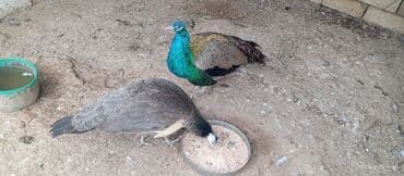 etibarlı əllərə it verilir: Məhsul: Tovuz quşu cütü Təsvir: - Şəkillərdə parlaq yaşıl–mavi — 4