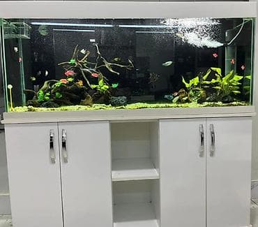 qara avcarka: Akvarium-şkaf, Balıqlarla birlikdə, 300 l, Ödənişli çatdırılma — 1