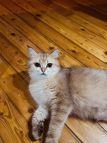 pitbul sekilleri: Qızıl şinşilla, Dişi — 5