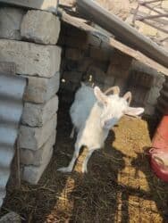 Коровы, быки: Самка, лет: 2, Для молока — 1