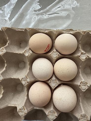 куры тоджон: Куриные цыплята, Для разведения — 2