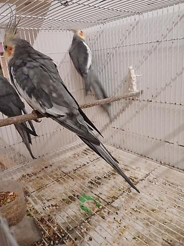 Məhsul: Nimfa tutuquşuları (cockatiel) Təsvir: - Rəng: Boz (grey)