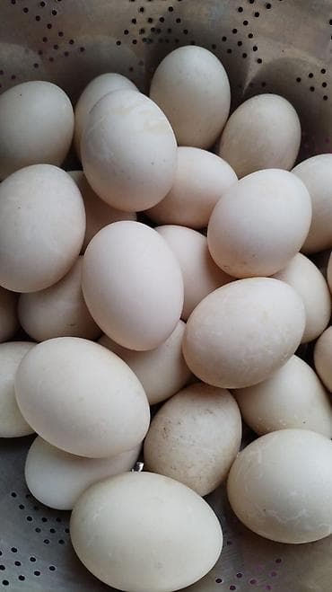 yumurta satışı: Mayalı lal ördək yumurtası. 1 m — 1