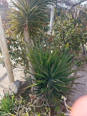 meyve agaci: Yucca ağacı palma kaktus – landşaft üçün dekorativ tropik bitki Unvan — 3